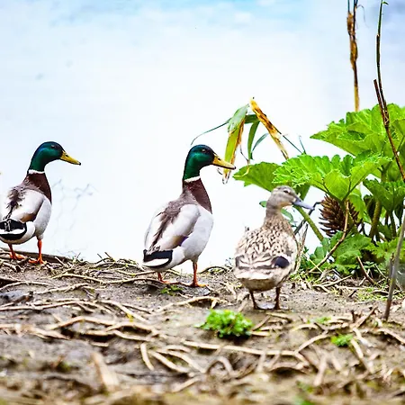 Barmeath Castle Feriehus Dun Leire