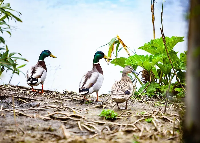 Barmeath Castle 펜션 Dun Leire
